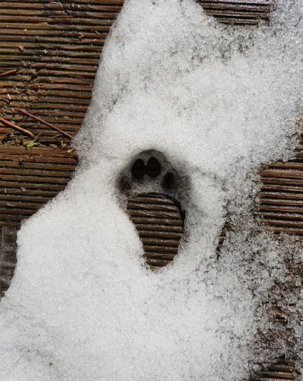 alt="patte de chat dans la neige" 